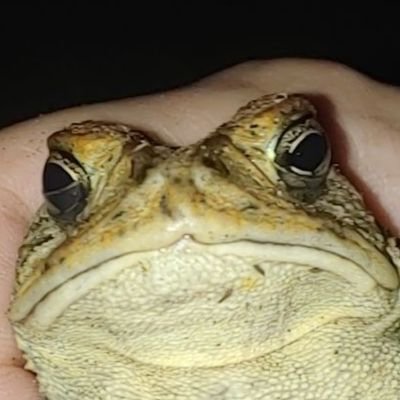 50 frogs stacked up in a trench coatさんのプロフィール画像