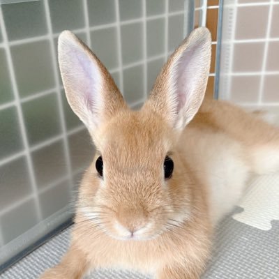 りく イーブイくん ご飯食べてからお腹のマッサージしたらタピ様 大量に出始めた 良かったー 昨日ステップ買ってあげたら早速ガジガジして面取りしていた 破壊されそう ネザーランドドワーフ うさぎ うさぎのいる暮らし