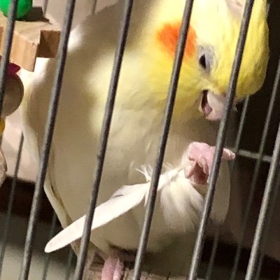 しぇりさんのプロフィール画像