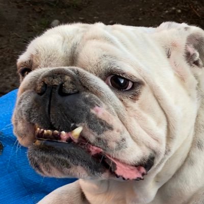 realEL_GUAPO's profile picture. 