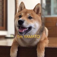 😸愛犬ヤマト (@shibain65280555) 's Twitter Profile Photo 😸愛犬ヤマト (@shibain65280555) 's Twitter Profile Photo