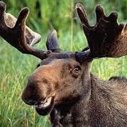 I'm just a moose doing moose things