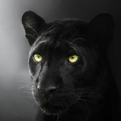 chandakt855's profile picture. 