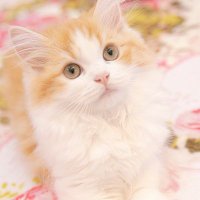 モナ姫@相互フォロー (@mona778888) 's Twitter Profile Photo モナ姫@相互フォロー (@mona778888) 's Twitter Profile Photo