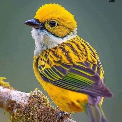 SikhaGarg2's profile picture. read nooks