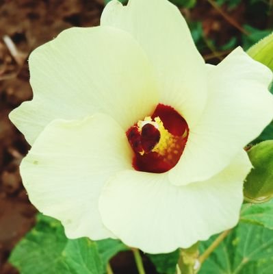 ChanchalKanwer's profile picture. I am very sensitive  I just  for very funny