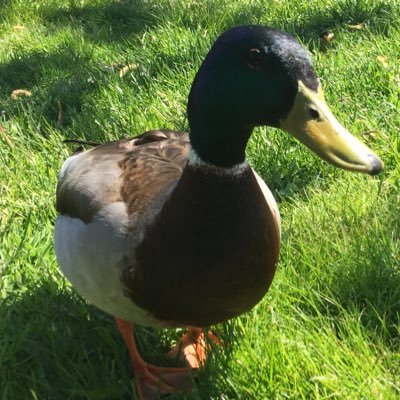 Functional programming and type theory enthusiast #Haskell #Agda. They/Them
mastodon: https://t.co/yi842YCJhb
bluesky: @anka213.bsky.social