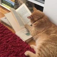 L-Dok(@Bibliotegato) 's Twitter Profile Photo