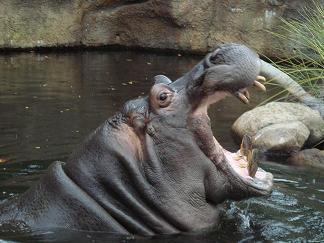 Chirobaka's profile picture. 大阪府千里丘でカイロプラクティック院を25年営んでいる。Ｃｈｉｒｏ ｂａｋａです。痛みやしびれの事は当然ですが、身体の様々な不調や姿勢の改善など、当院ではカイロプラクティックの技術を最大限にいかし根治までのお手伝いを致します。椎間板や脊柱管の治療には専用のテーブルを使用し、自律神経が問題の疾患には頭蓋調整を用います。