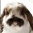 bunniturtle's profile image
