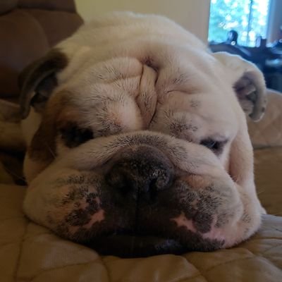 vickisbehspec's profile picture. 