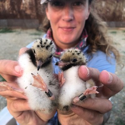 Research associate with @VTShorebirds