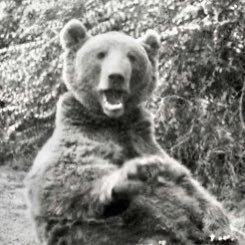 700 year old ursine. The last English bear and last living member of the Royal menagerie. Resides as a crown pensioner in the Tower London.