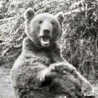 Grizzlegutweed the Bear(@Grizzlegutweed1) 's Twitter Profileg