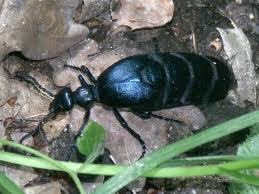 OilbeetleUK's profile picture. I am a threatened Oil Beetle.  Tweeting about my Wild Adventures and zest for life with humor.