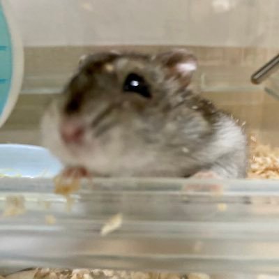 よるの しじまさんのプロフィール画像