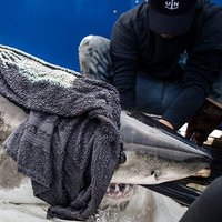 White Shark Andromache (@andromacheshark) 's Twitter Profile