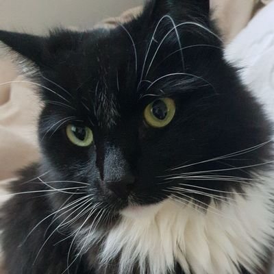 Gv_Lay's profile picture. Crypto HODLer