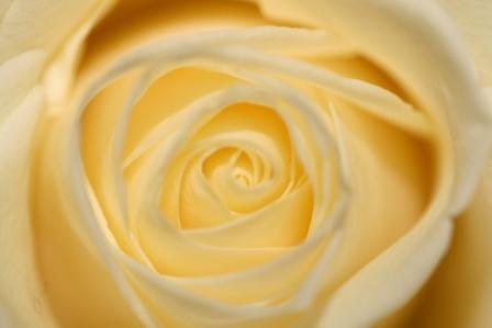 Independent quarterly publication sent FREE to 2,600 florists in the UK. Please keep us posted about anything happening where you are.