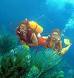 scuba diving, snorkelling and the ocean waves