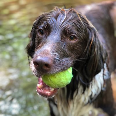 Solheim Cup Player. 7 Wins (4 LET, 2 x Hassan Trophy, Mauritius Open) TPI Level 1. Golfing Mind Accredited. Coaching trips around the 🌍 Mum to Herbie 😍🐶.
