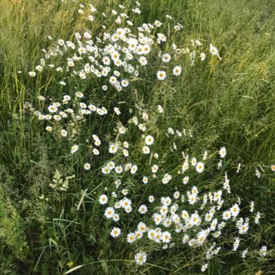 toveboivie's profile picture. nej