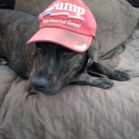 Trump fan(@Trumpfa84070183) 's Twitter Profile Photo