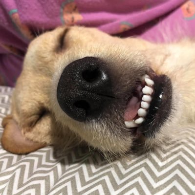 Ivanomacayu's profile picture. “Hablé más fuerte que tengo una toalla”