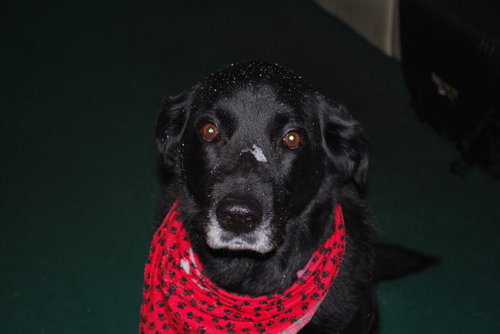 NancyAlfer's profile picture. 