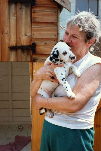 LuxdalDalmatian's profile picture. 6 dogs (3 are Dals), Pollyanna, Deezil  & Mabel. Rescues Puddin Staffie x, Harvey Cairn x, Poppy jrt. 3 cats Mr Duddins, Howard & Penny