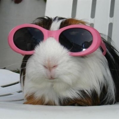 GuineaPigDaily Profile Picture