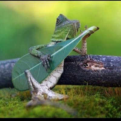 _jaimegalan's profile picture. 