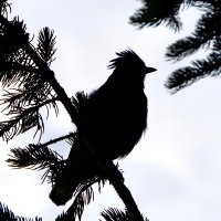 Birds & Binocs (@birdsandbinocs) 's Twitter Profile Photo Birds & Binocs (@birdsandbinocs) 's Twitter Profile Photo