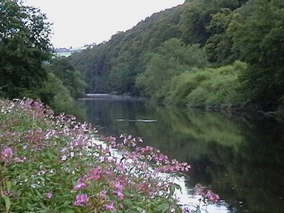 This is the inaugural Whitebrook Wind-Up Half-Marathon being held in the heart of the beautiful Wye valley at the height of spring.