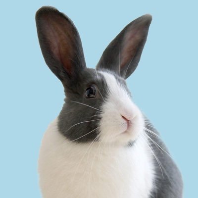 yonadutchbunny's profile picture. 🦄 Life in Japan with one high energy bunny 🐰🤪 📷 Funny videos & traveling contents 📌 Tokyo, Japan 🗣 🇰🇷🇯🇵🇦🇺🇫🇷