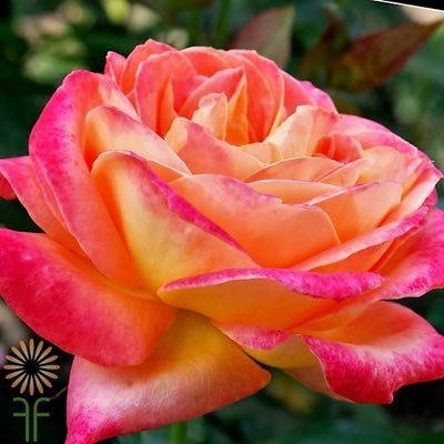 RosePearlさんのプロフィール画像