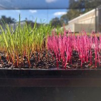 Herbicide resistance lab at UWA(@resistance_test) 's Twitter Profile Photo