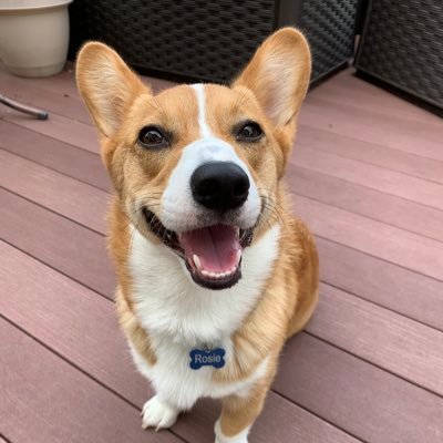 corgibubbles's profile picture. 