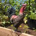 Funky Rooster Farm (@funkyroosterfrm) Twitter profile photo Funky Rooster Farm (@funkyroosterfrm) Twitter profile photo