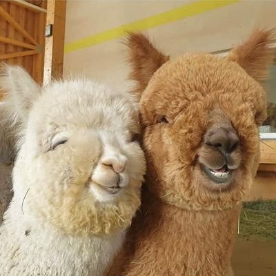 MuzashTweets's profile picture. FPL, Economics, Data Science