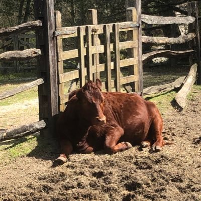 JosephDelmastro's profile picture. 