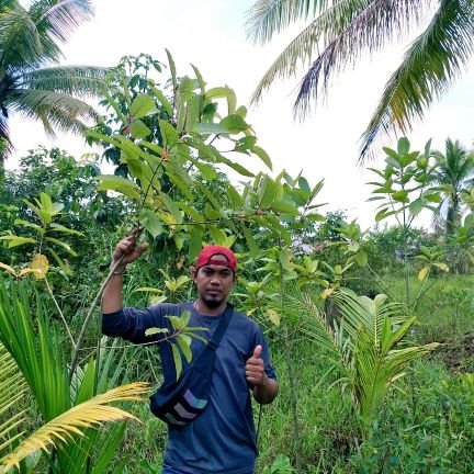 kratom farmer & nano grinding process from Indonesian 🇲🇨