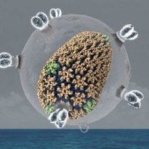 We are the Zhang Lab
@Oxford
We use #cryoEM and #cryoET to study viruses, viral proteins, protein assemblies, and membrane proteins.