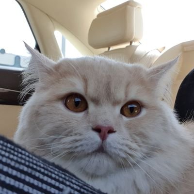 hayaalmuh's profile picture. 