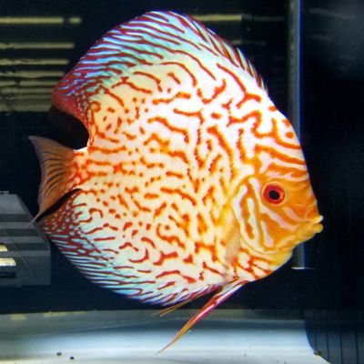 【水槽80本以上】
Aqua Pro Shop マナウス長津田店です。
 熱帯魚、金魚、メダカ、水草、水棲生物、コオロギ、用品など各種取り揃えております。
スーパービバホーム長津田店の中にあります。
 TEL： 045-988-5057　