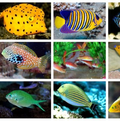 Dealing with life Tropical Marine fish ,soft corals and invertebrates