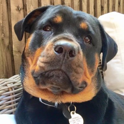 Tokoloshy's profile picture. Pumpkin's dad. 🇿🇦🇬🇧🏳‍🌈