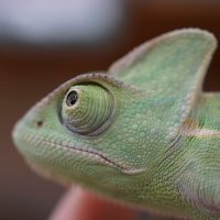 かねだい伊勢原店 【爬虫類】 (@isehara_rep) 's Twitter Profile Photo