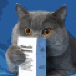 Bass guitar player, programming on Java/JS/Python/C#, some photo, fantasy reader.