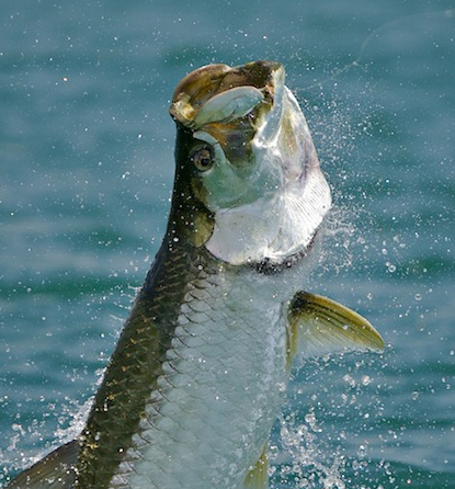 We have a one track mind - TARPON FISHING - come with us as we learn about and catch the Mighty Silver Kings !